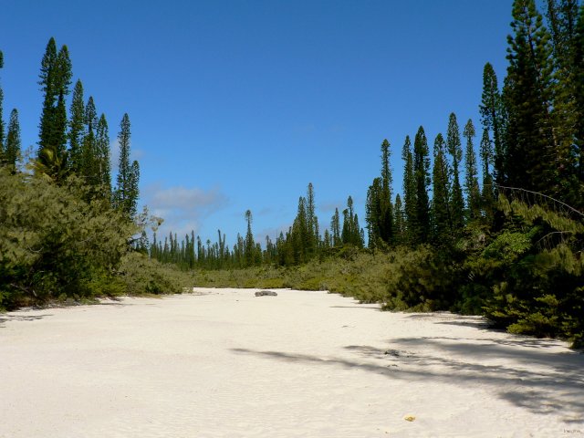 98- Un bras de la riviere d'Oro, maree basse 